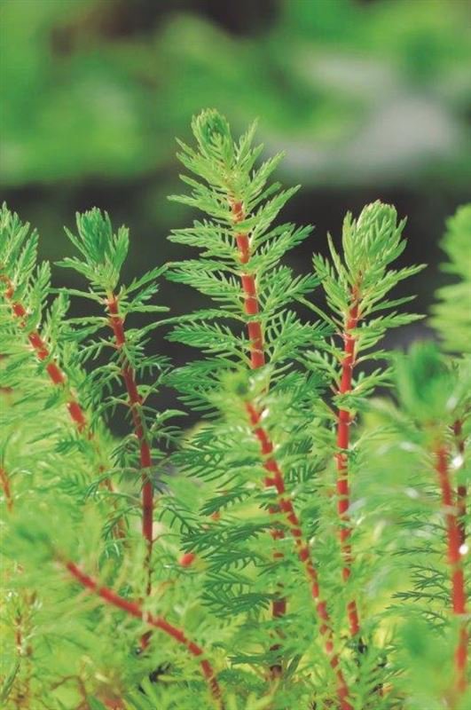 Red Parrot Feather Myriophyllum Brasiliensis