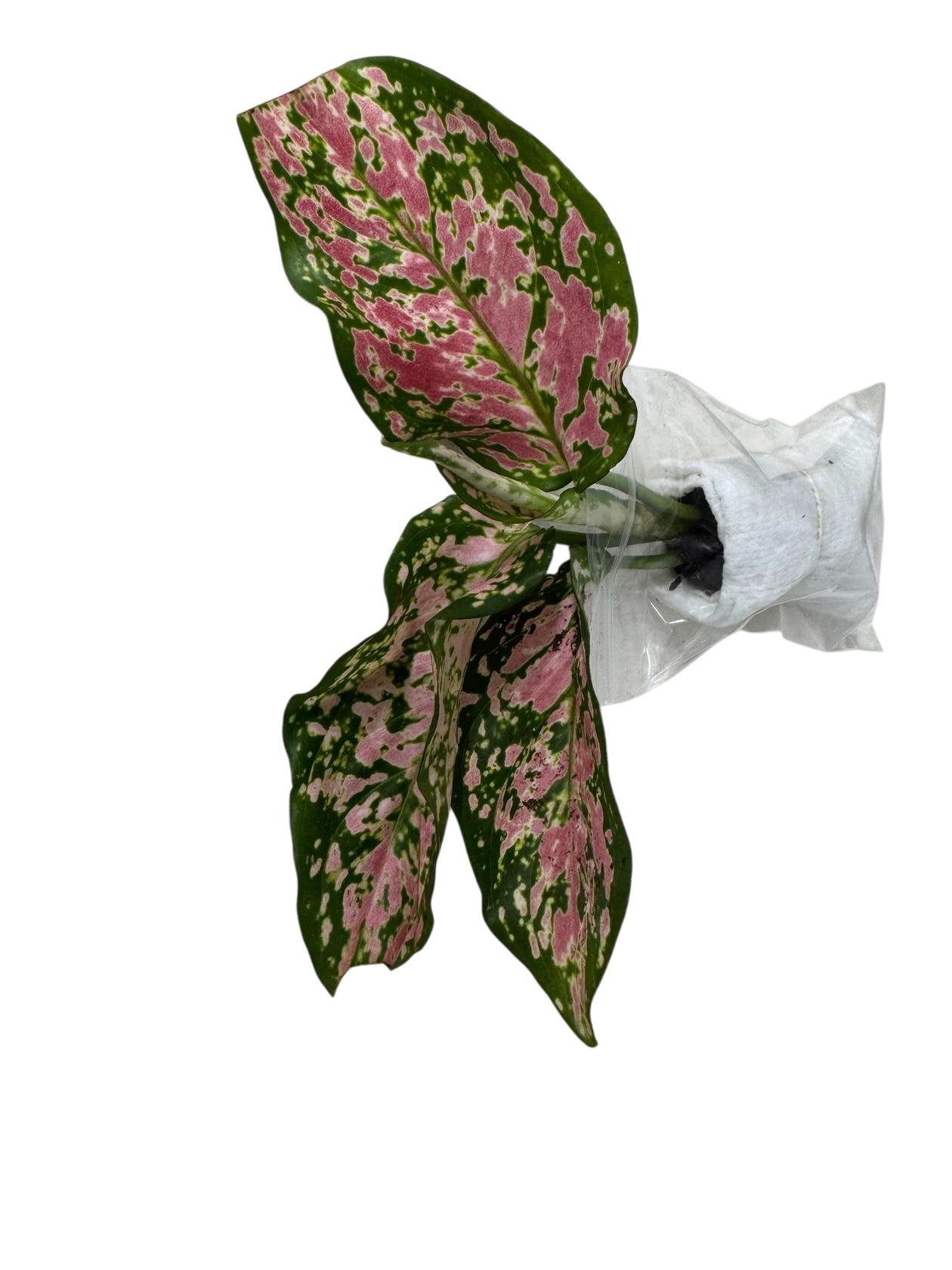 Aglaonema Queen Red Valentine Rooted Starter Plant