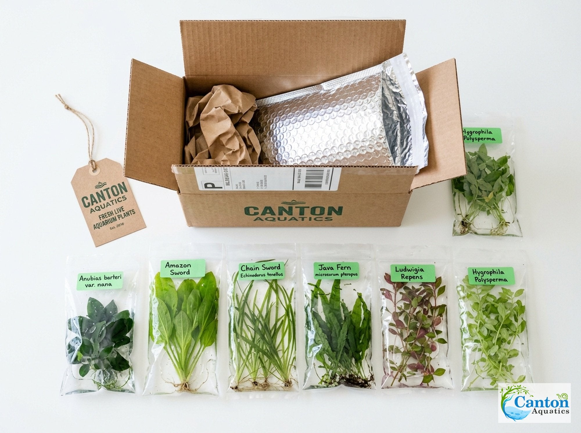 Aquarium Plant Bundle: Anubias, Amazon & Chain Sword