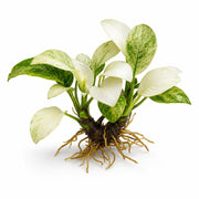 Anubias White Rose
