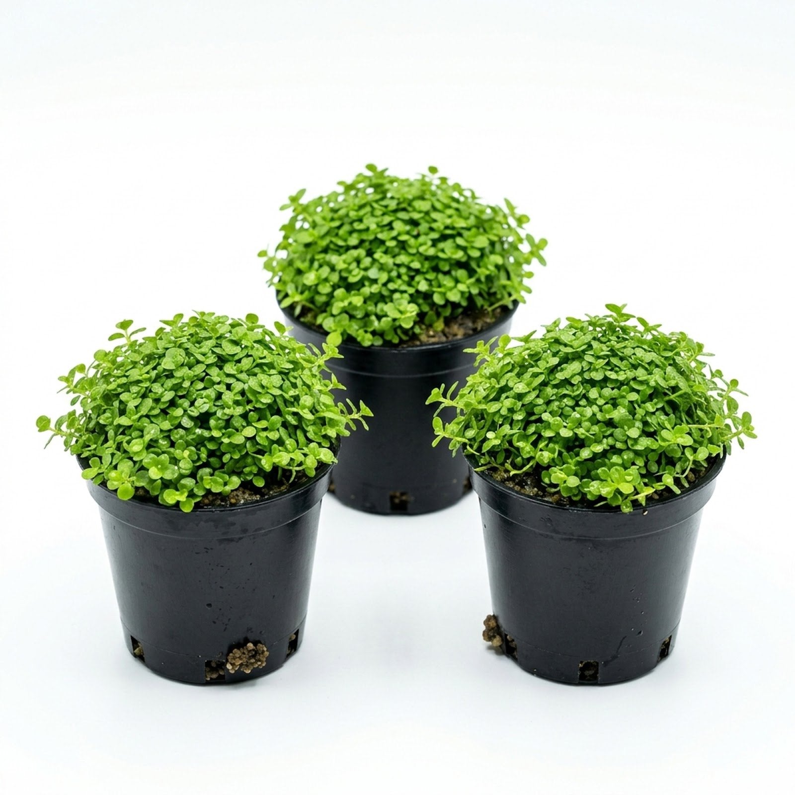 Monte Carlo (Micranthemum)