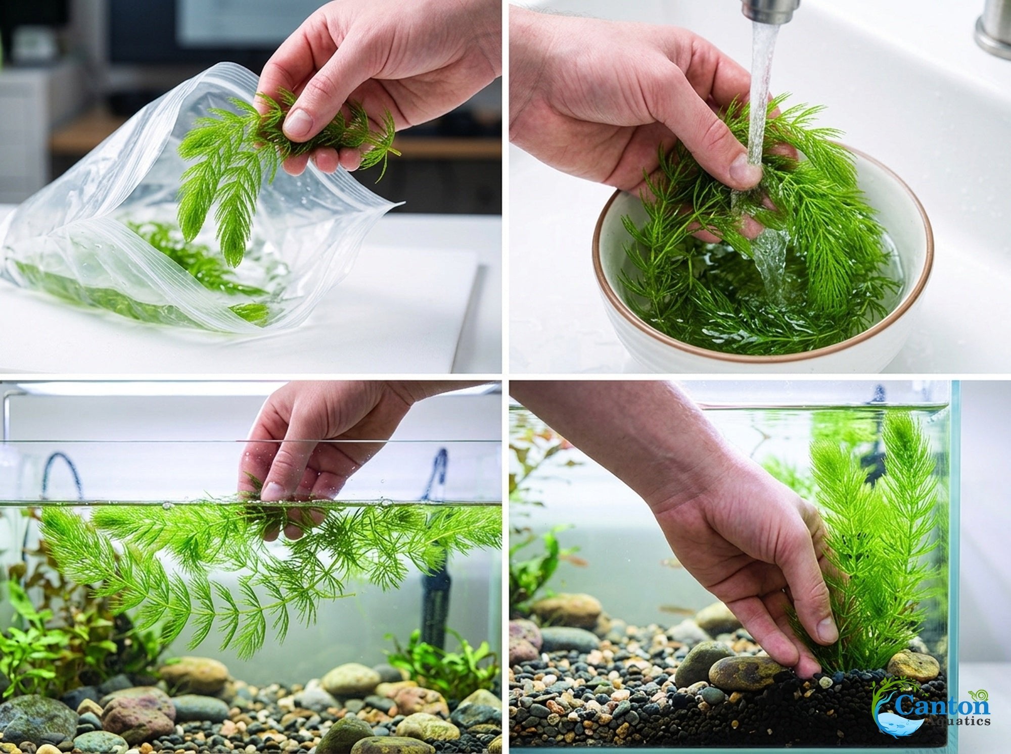 Hornwort Bunch