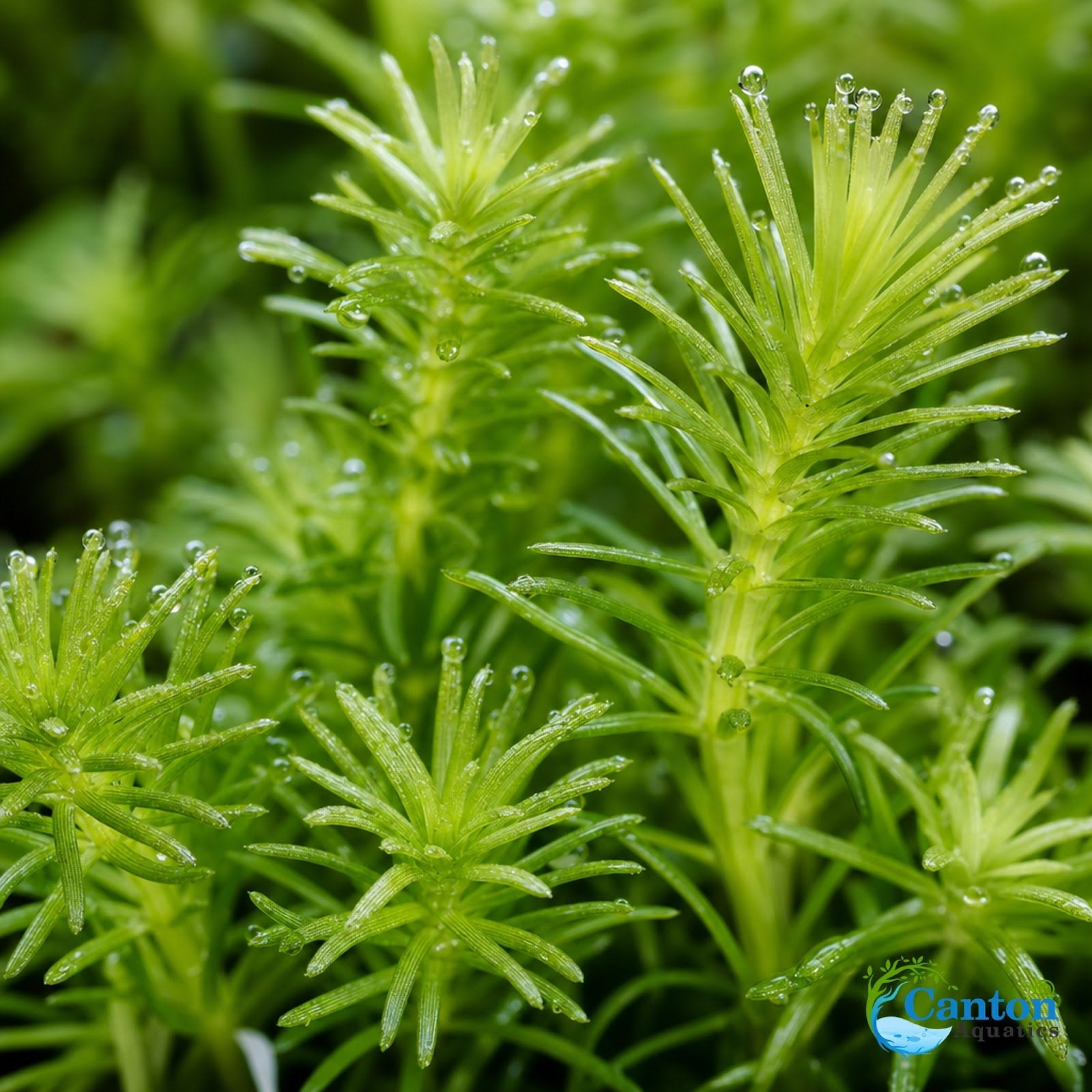Limnophila Hippuridoides