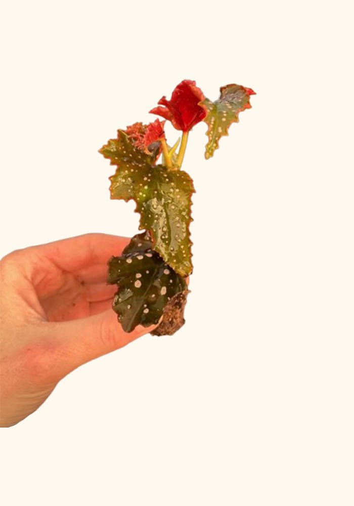 Angel Wing Begonia Fannie Moser Rooted Starter Plant