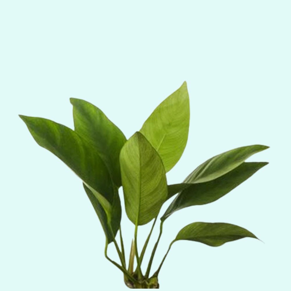 Anubias Nancon