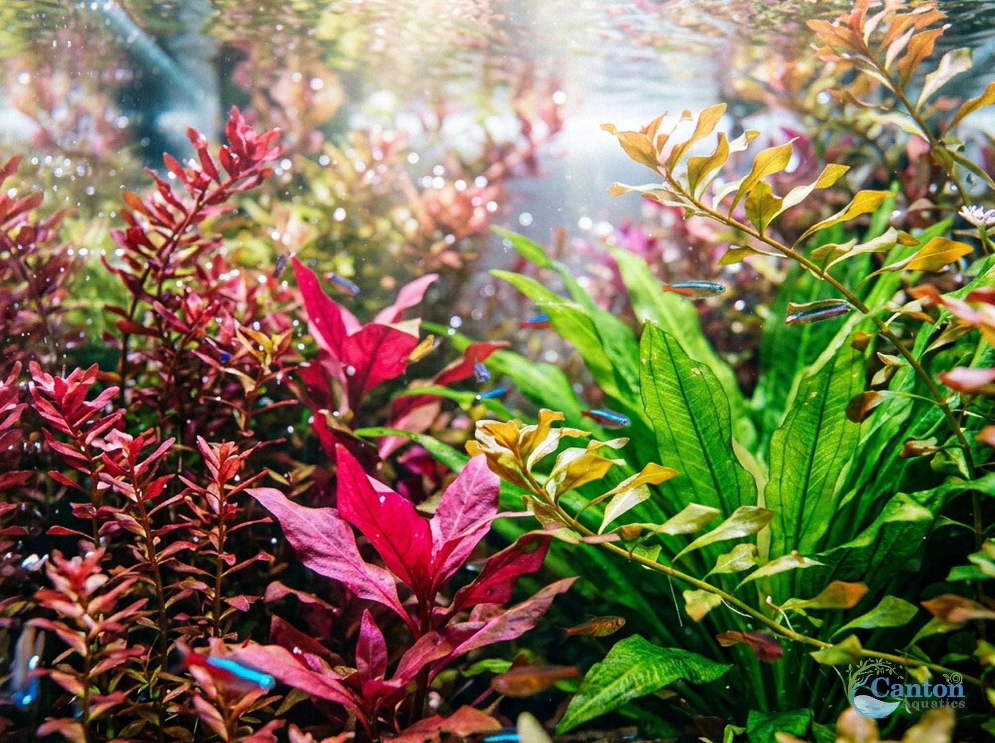 Bright Color Aquarium Plant Bundle – 6 Stunning Live Plants
