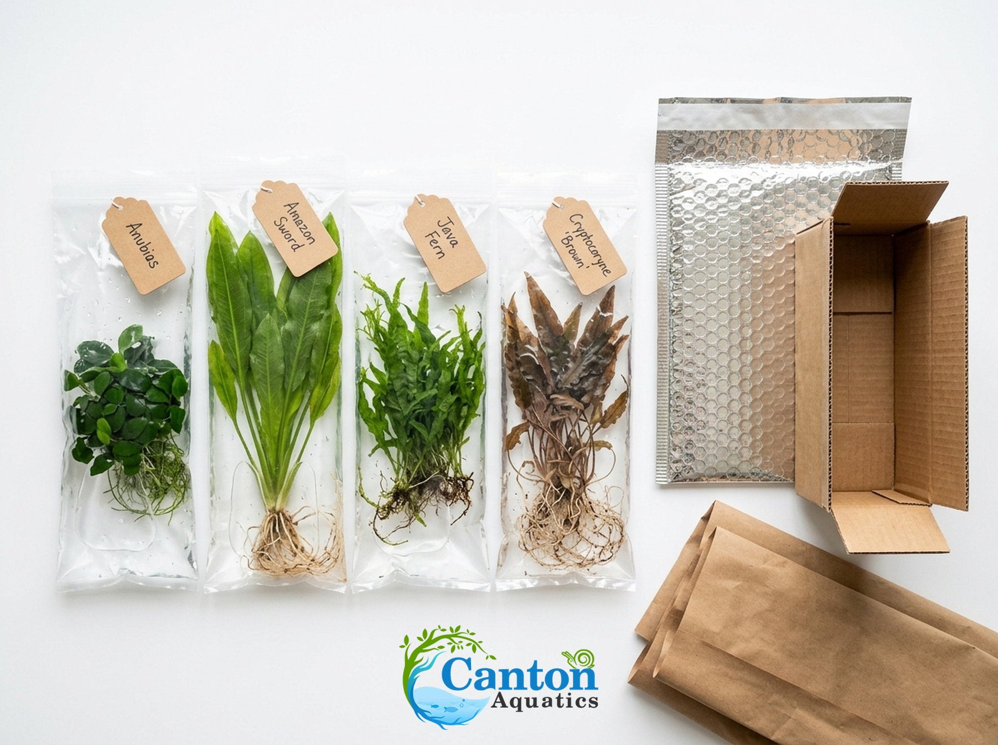 Live Aquarium Plants Essential Bundle - 4 Plants