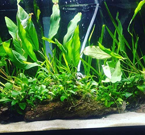 Anubias Minima Bare Root
