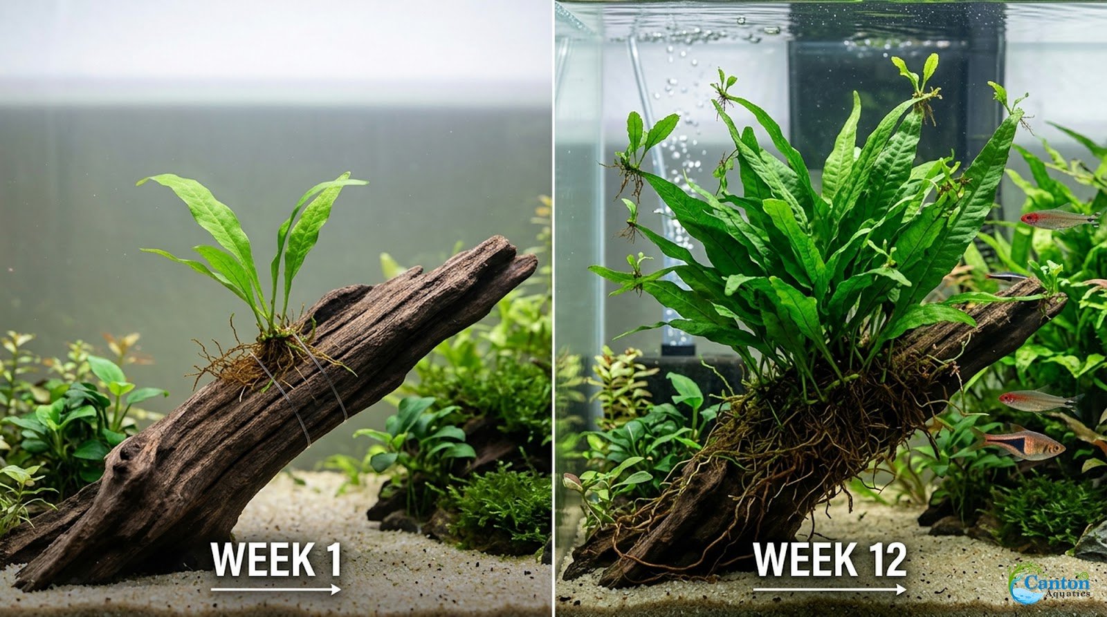 Java Fern Microsorum
