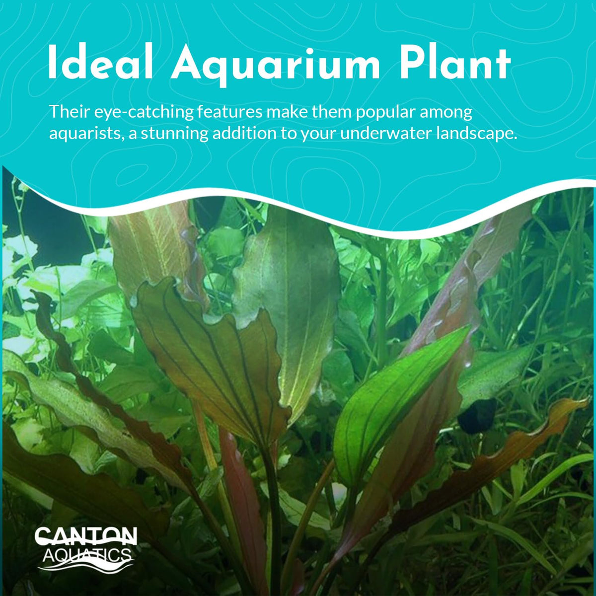 Amazon Sword Echinodorus Red Rose