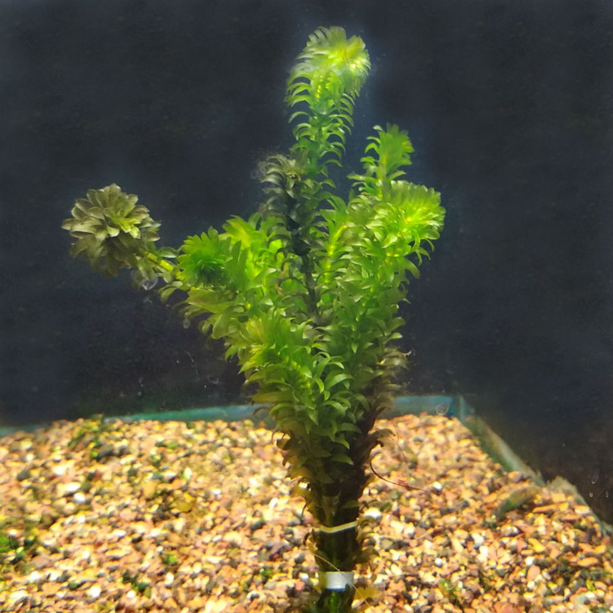 Anacharis Egeria Densa