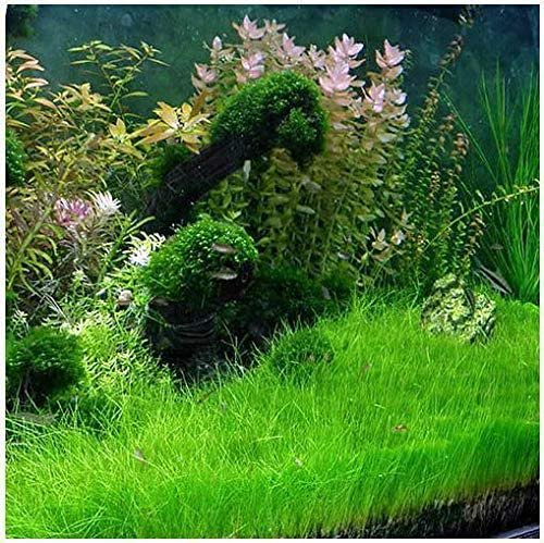 Dwarf Hairgrass Eleocharis