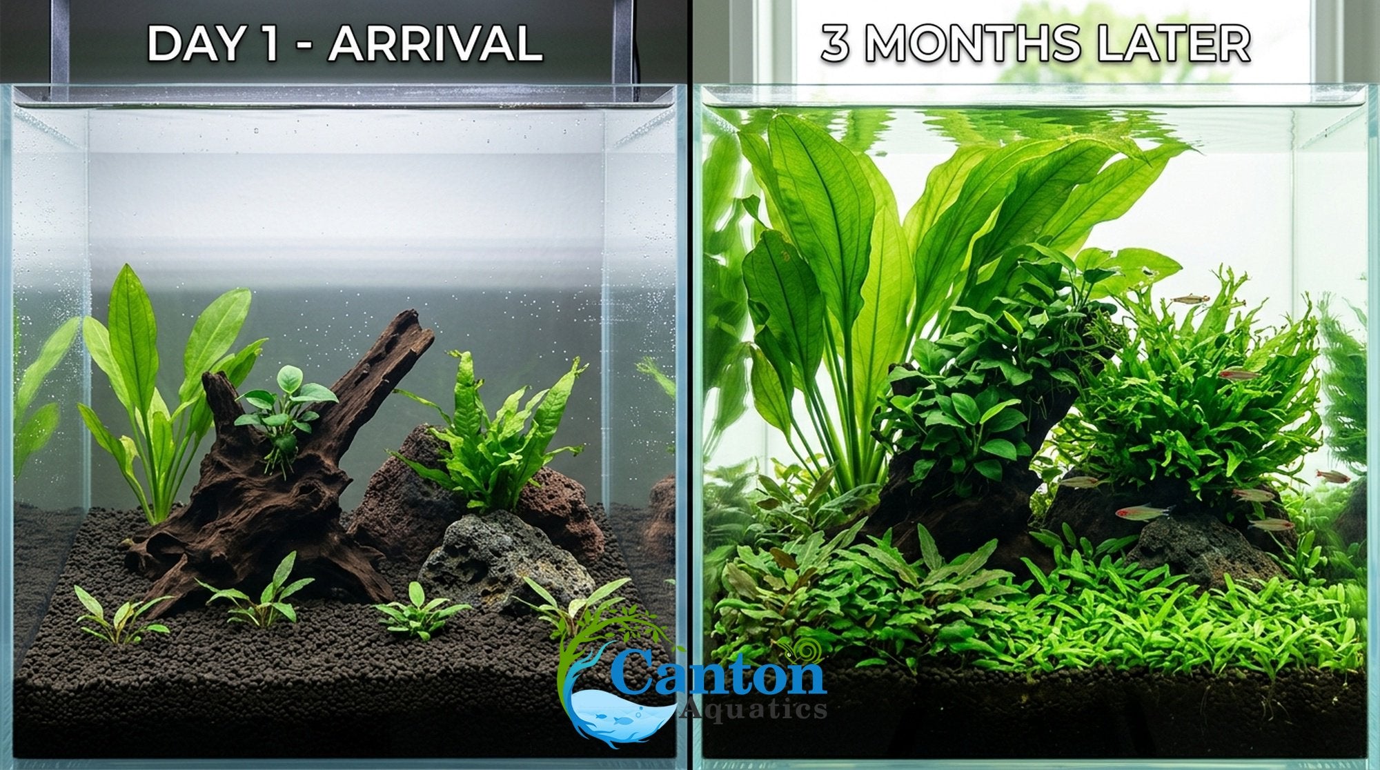 Live Aquarium Plants Essential Bundle - 4 Plants