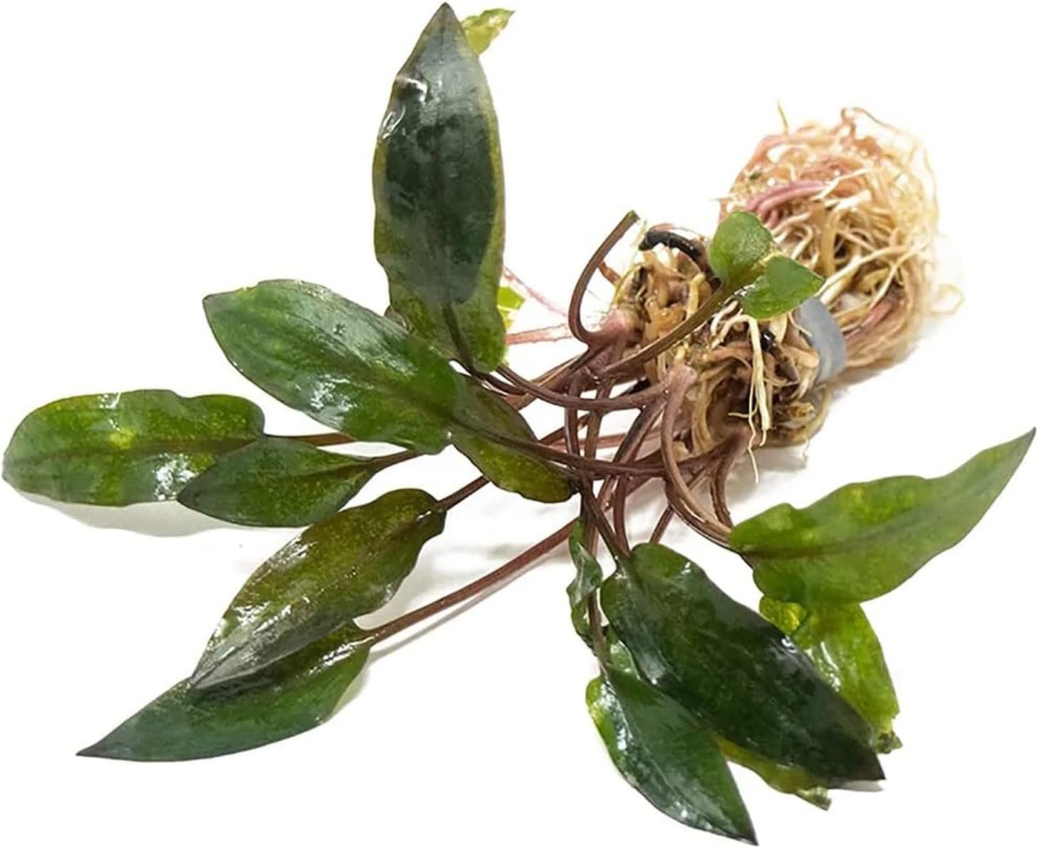 Cryptocoryne Wendtii Red