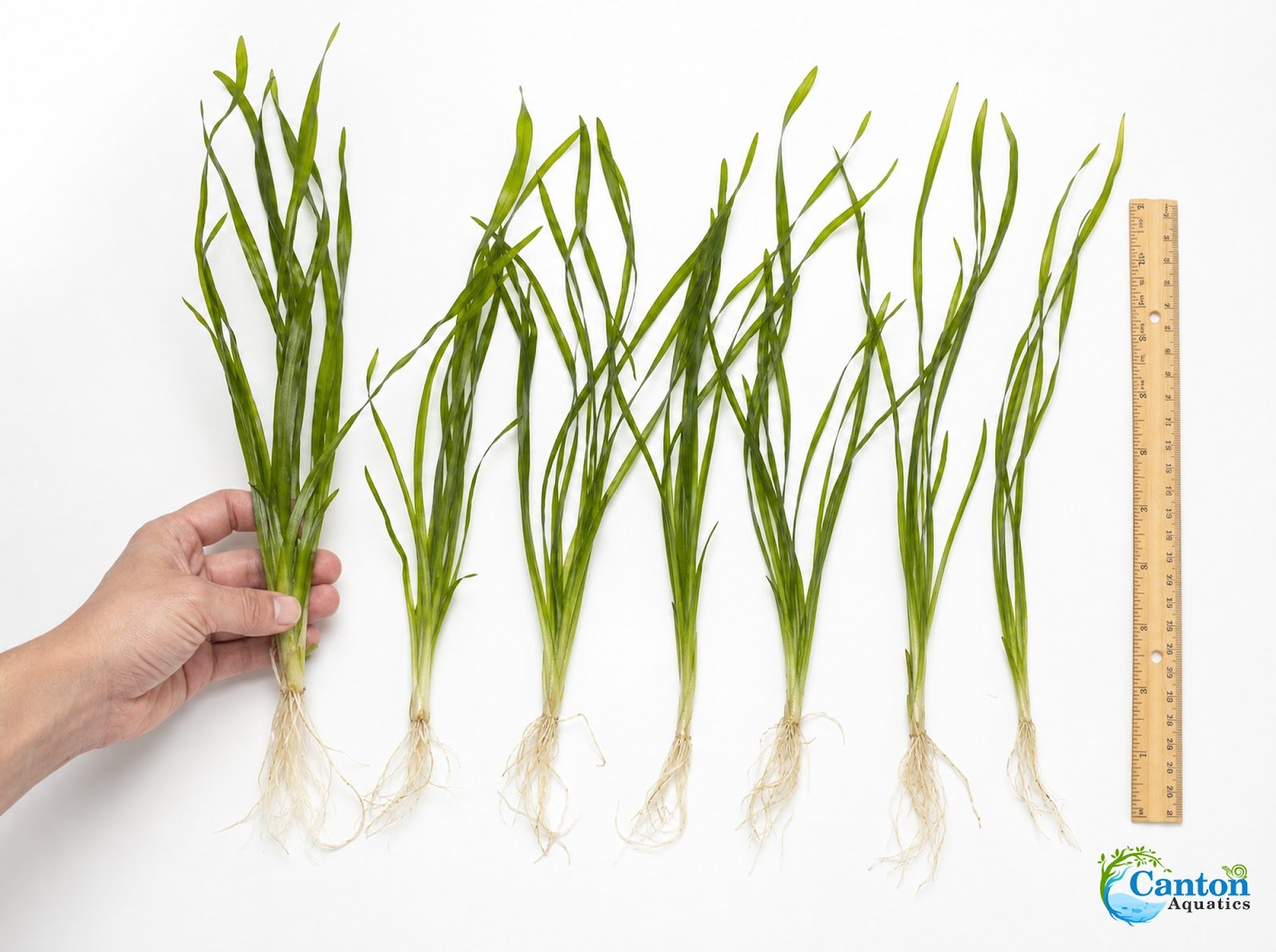 6 Jungle Vallisneria American Val Plants