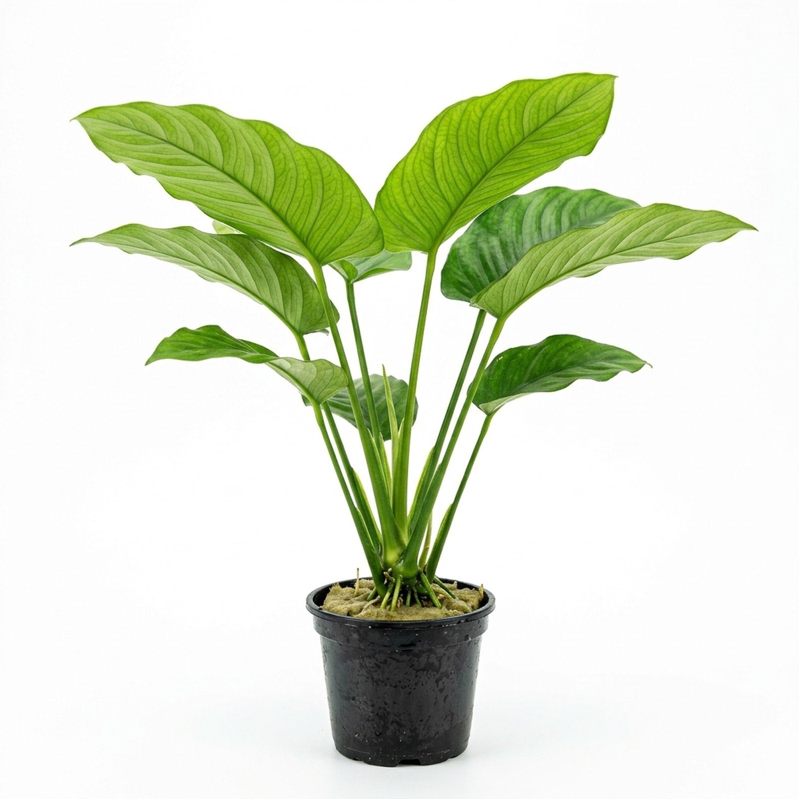 Anubias Gigantea