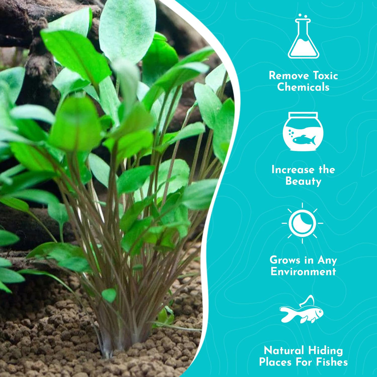 Cryptocoryne Wendtii Green