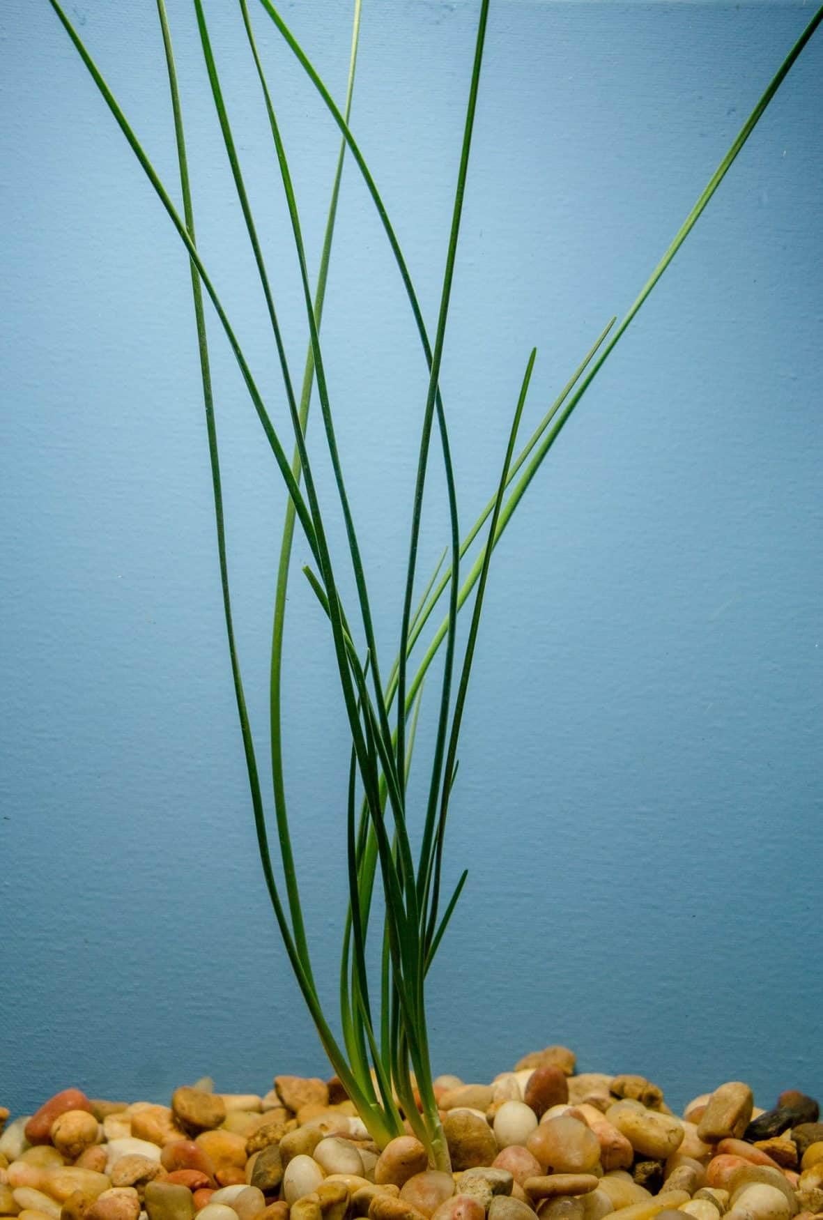 Water Onion Dwarf (Zephyranthes candida)
