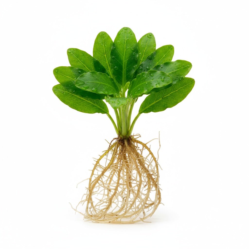 Staurogyne S Repens