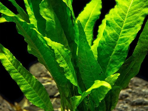 Java Fern Mat (Microsorum Pteropus) on Mat