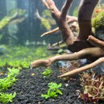 Staurogyne S Repens