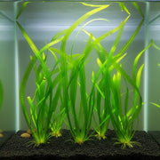6 Valisnaria (Vals) Spiralis Italian