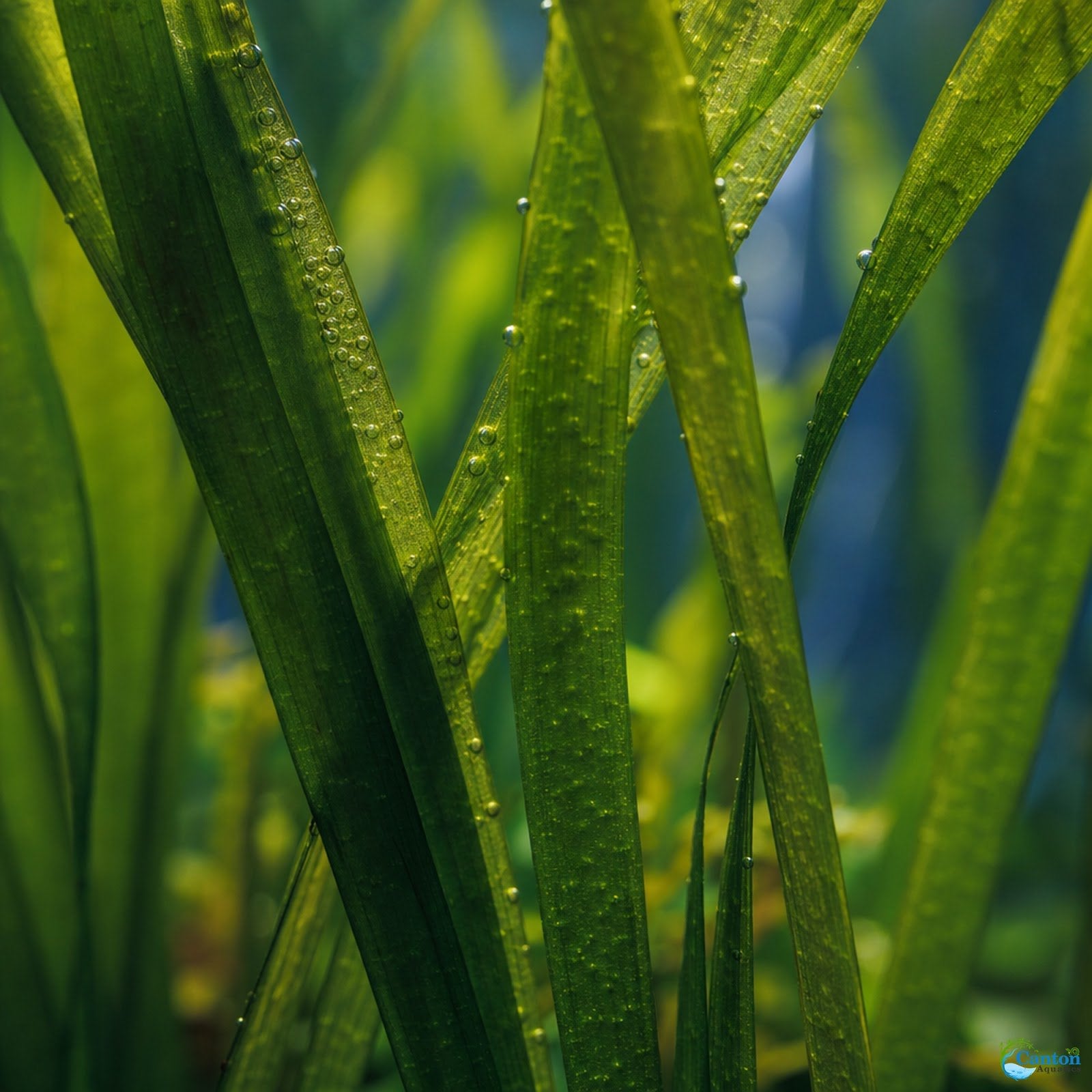 18 Lush Jungle Vallisneria Plants