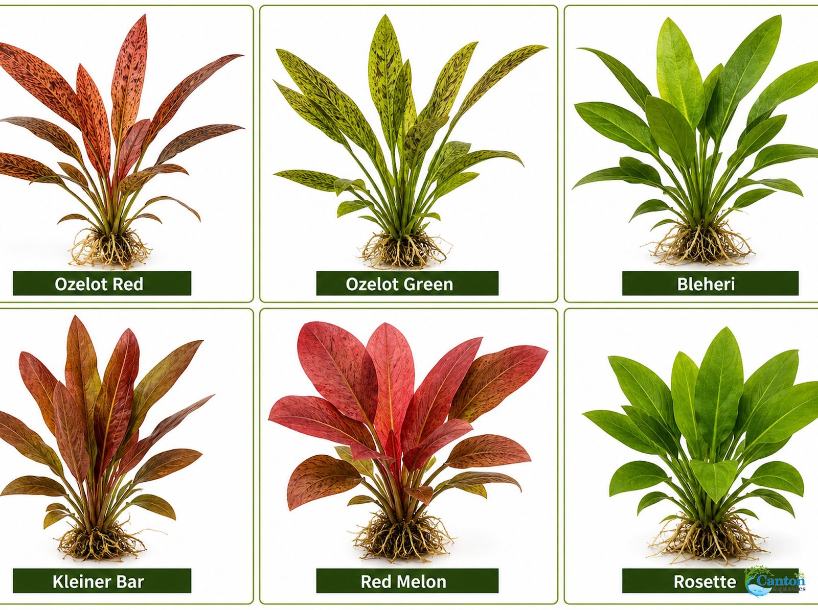 Amazon Sword Echinodorus Ozelot Red