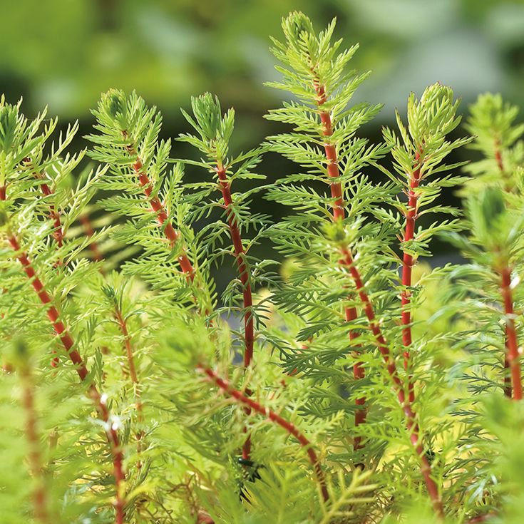 Red Parrot Feather Myriophyllum Brasiliensis