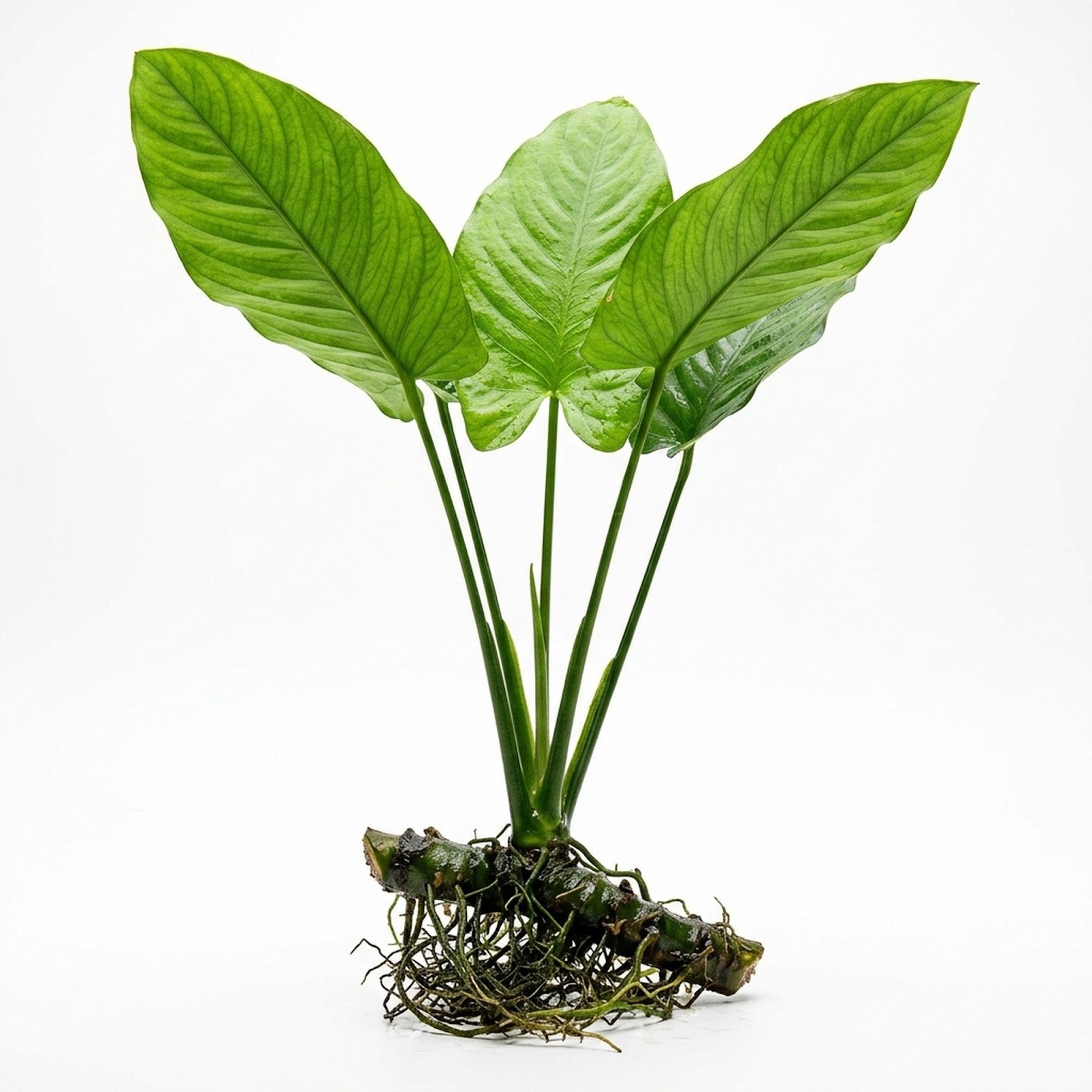 Anubias Gigantea