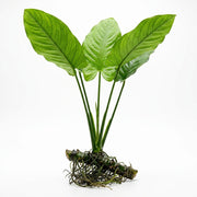 Anubias Gigantea