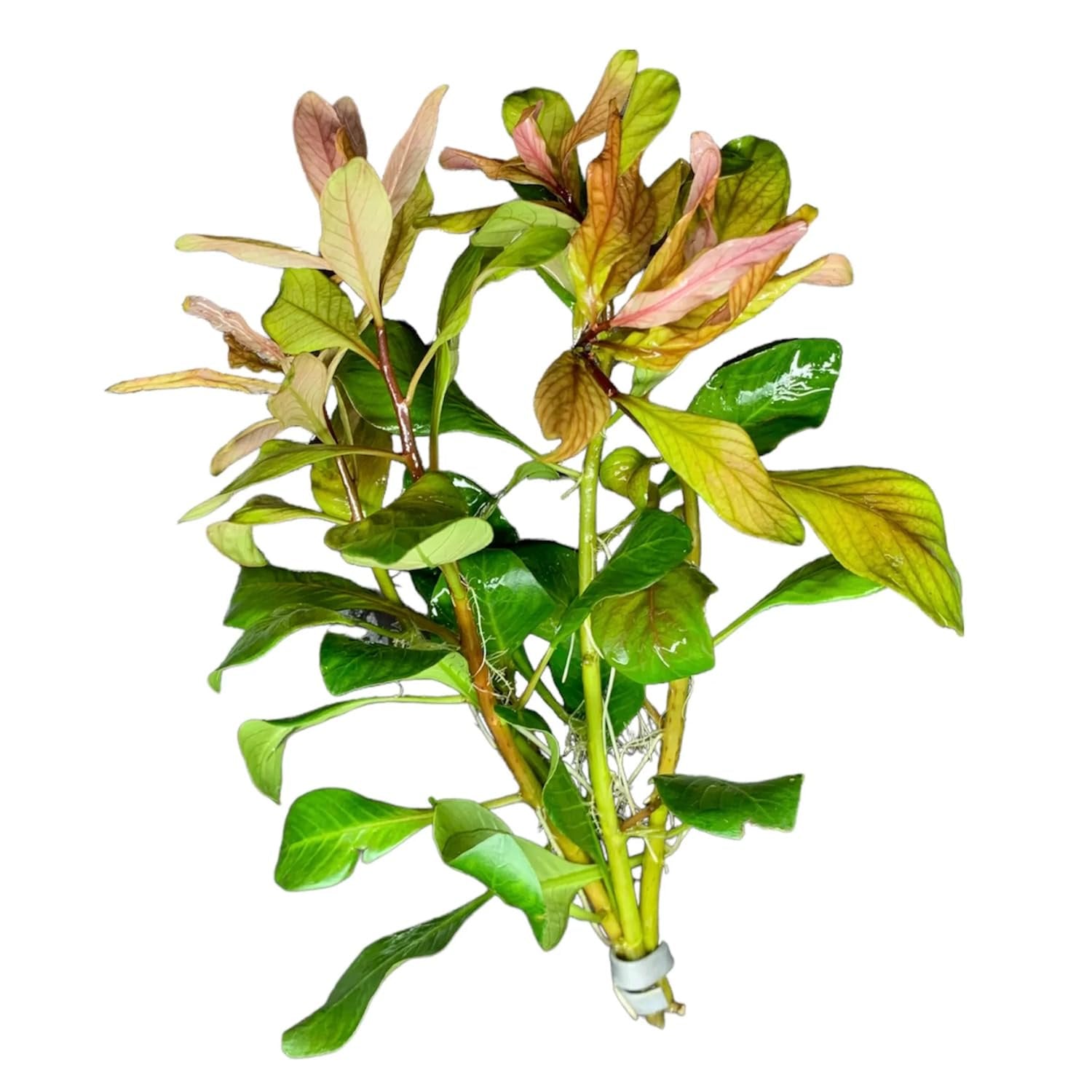 Ludwigia Inclinata RedCuba