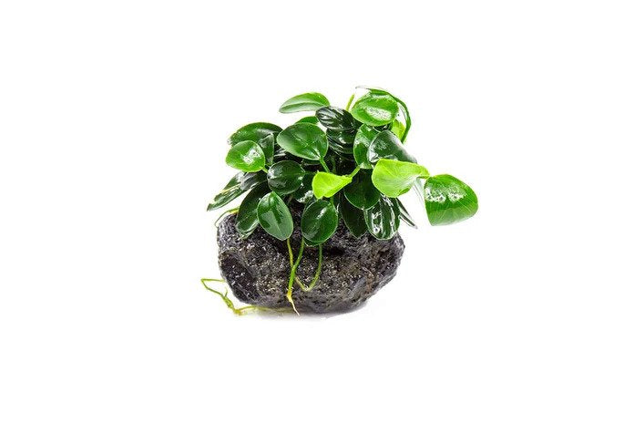 ANUBIAS (Nana Petite) On Lava Rock