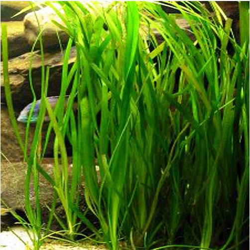 Valisnaria Spiralis "Italian"