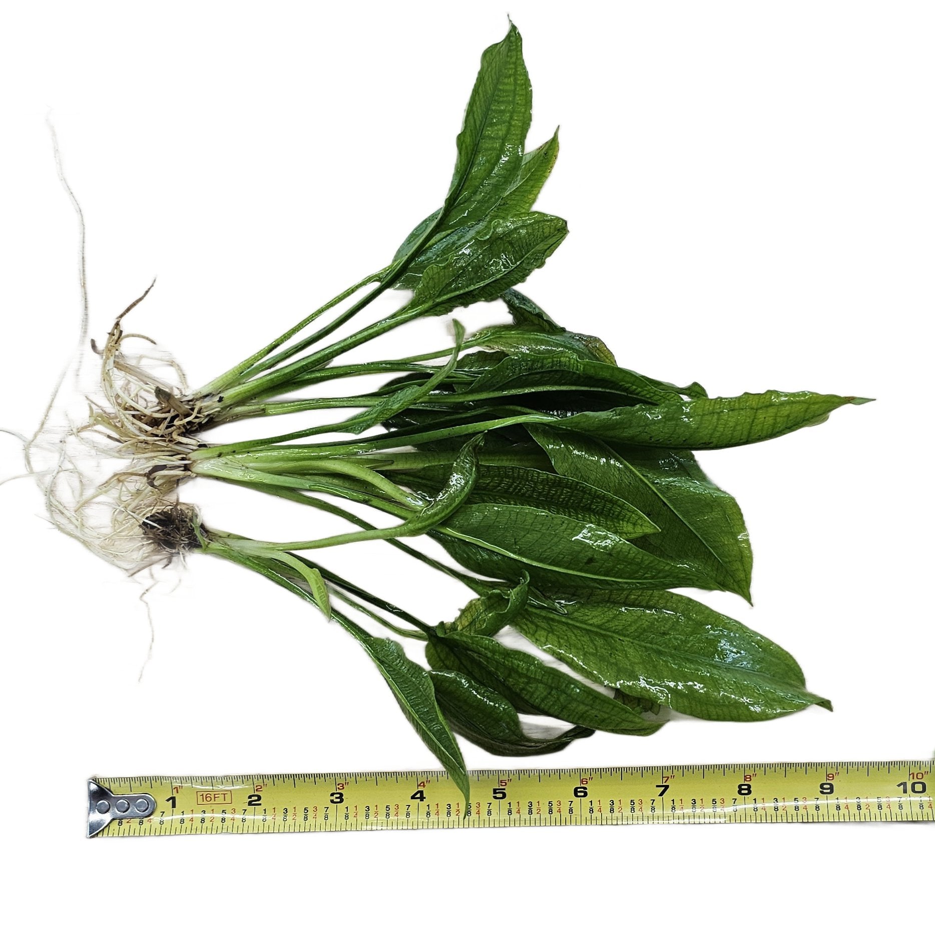 Amazon Sword Large Bare Root 10+ Inches