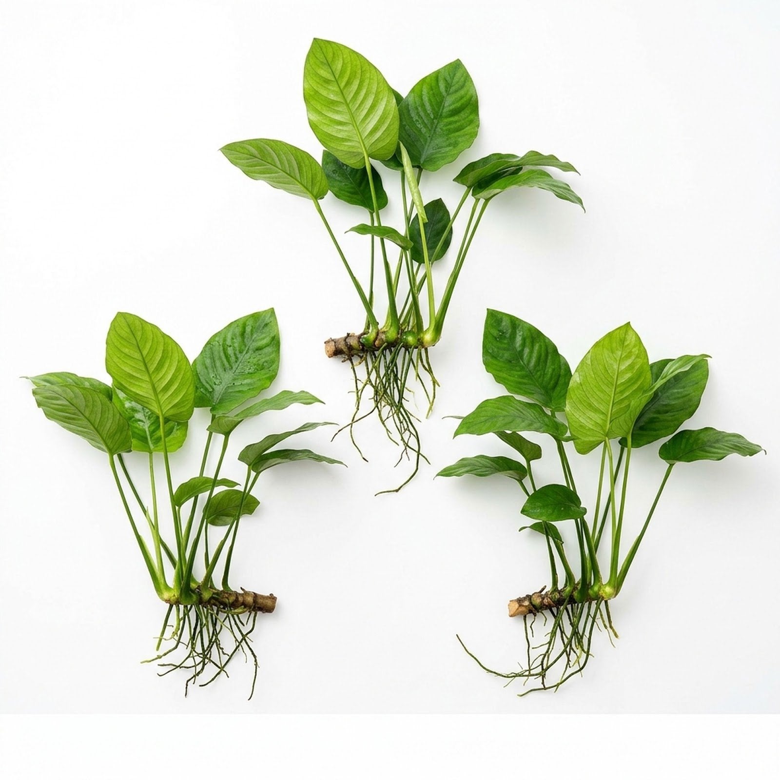 Anubias Gigantea