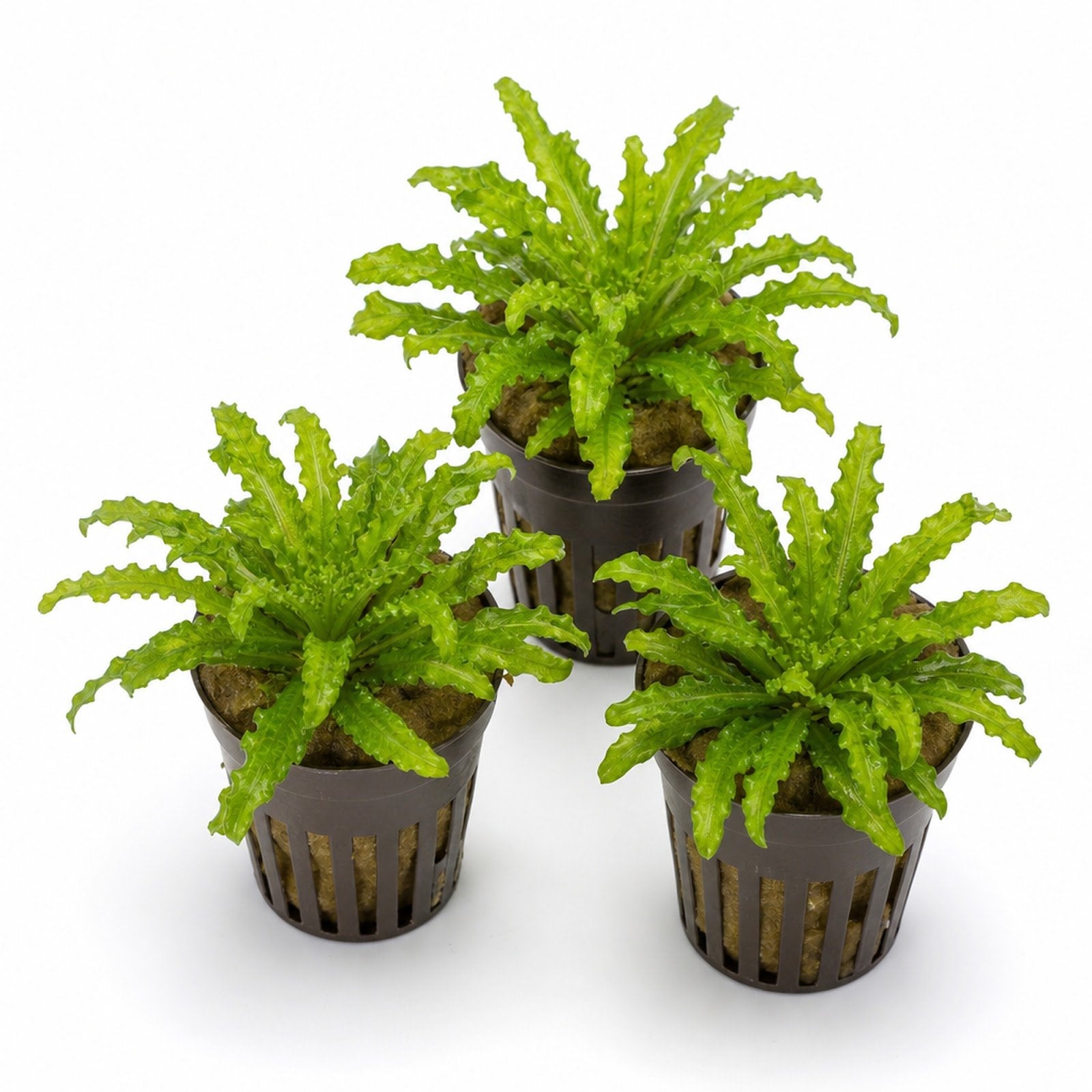 Pogostemon Helferi
