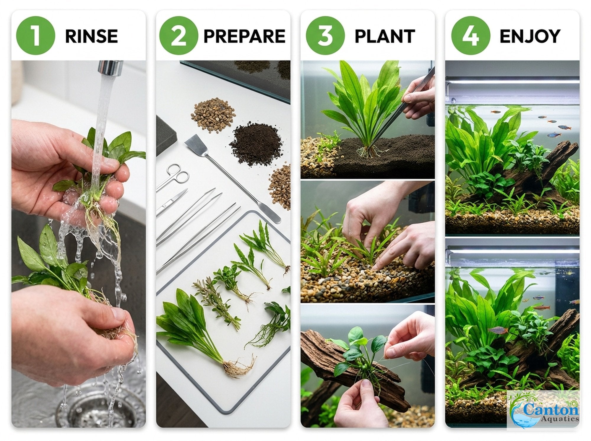 Aquarium Plant Bundle: Anubias, Amazon & Chain Sword