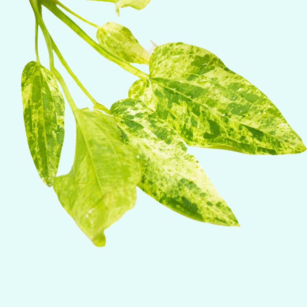 Marble Queen Sword Echinodorus Cordifolius