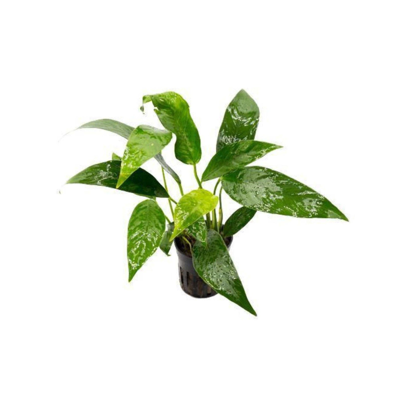Anubias Congensis
