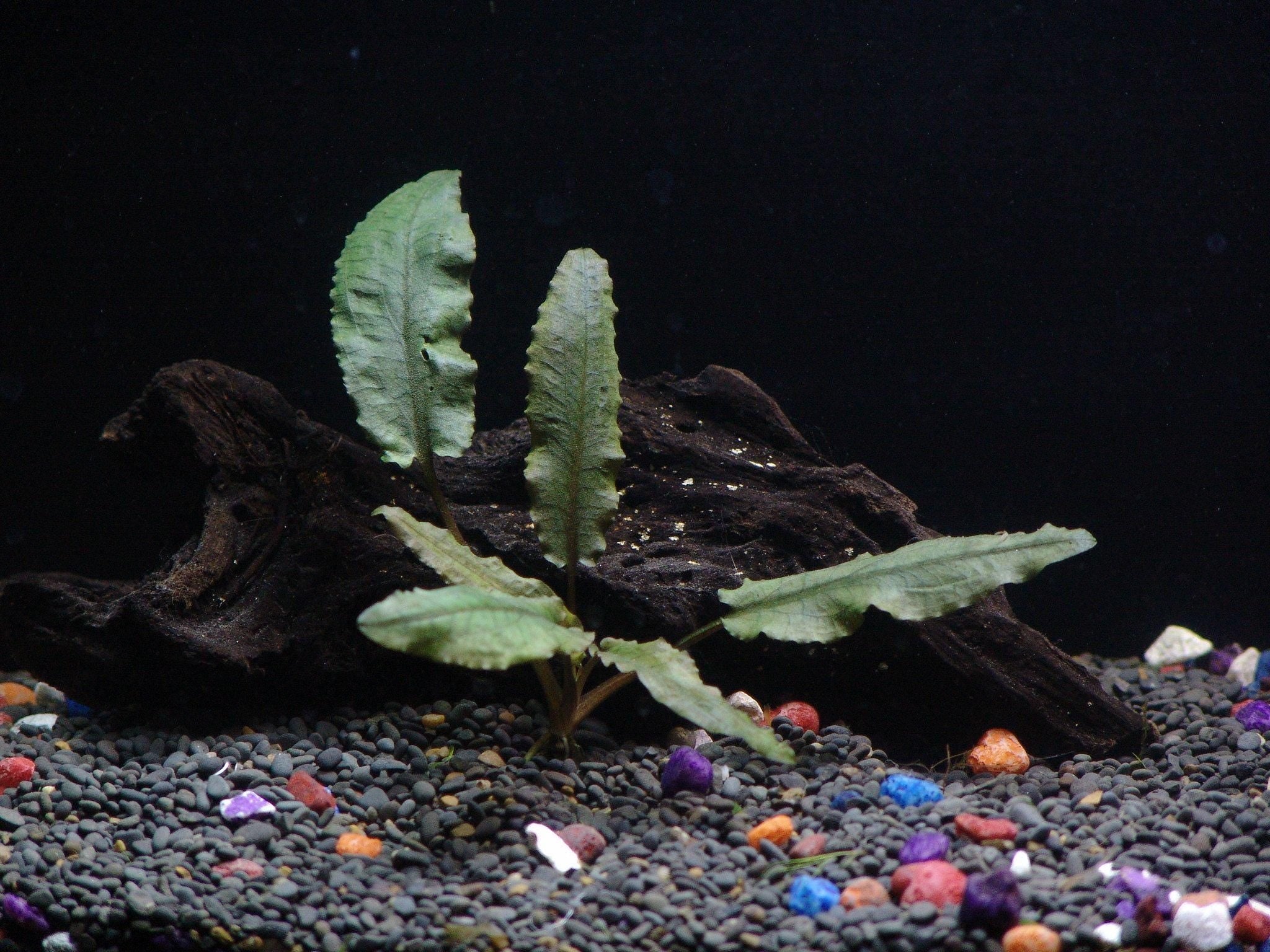 Florida Aquatic Plant Bundle