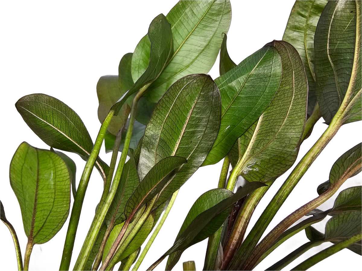 Amazon Sword Echinodorus 'Reni'