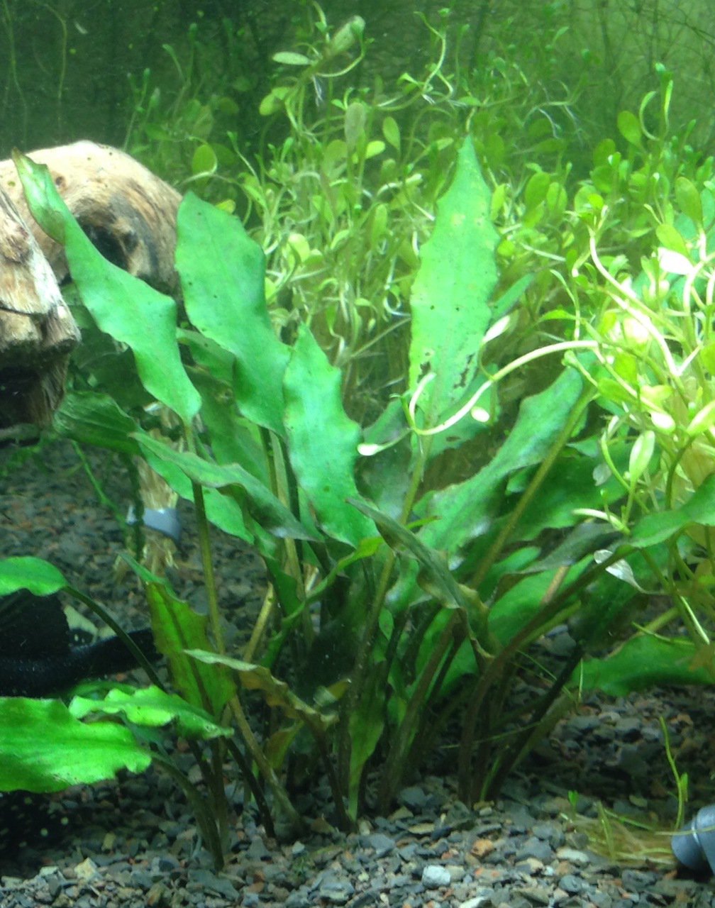 Cryptocoryne Crypt Lutea