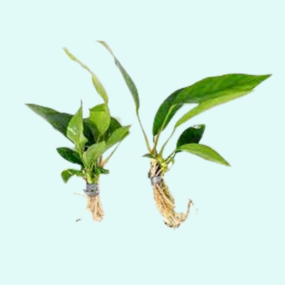 Anubias Barteri (Nana)