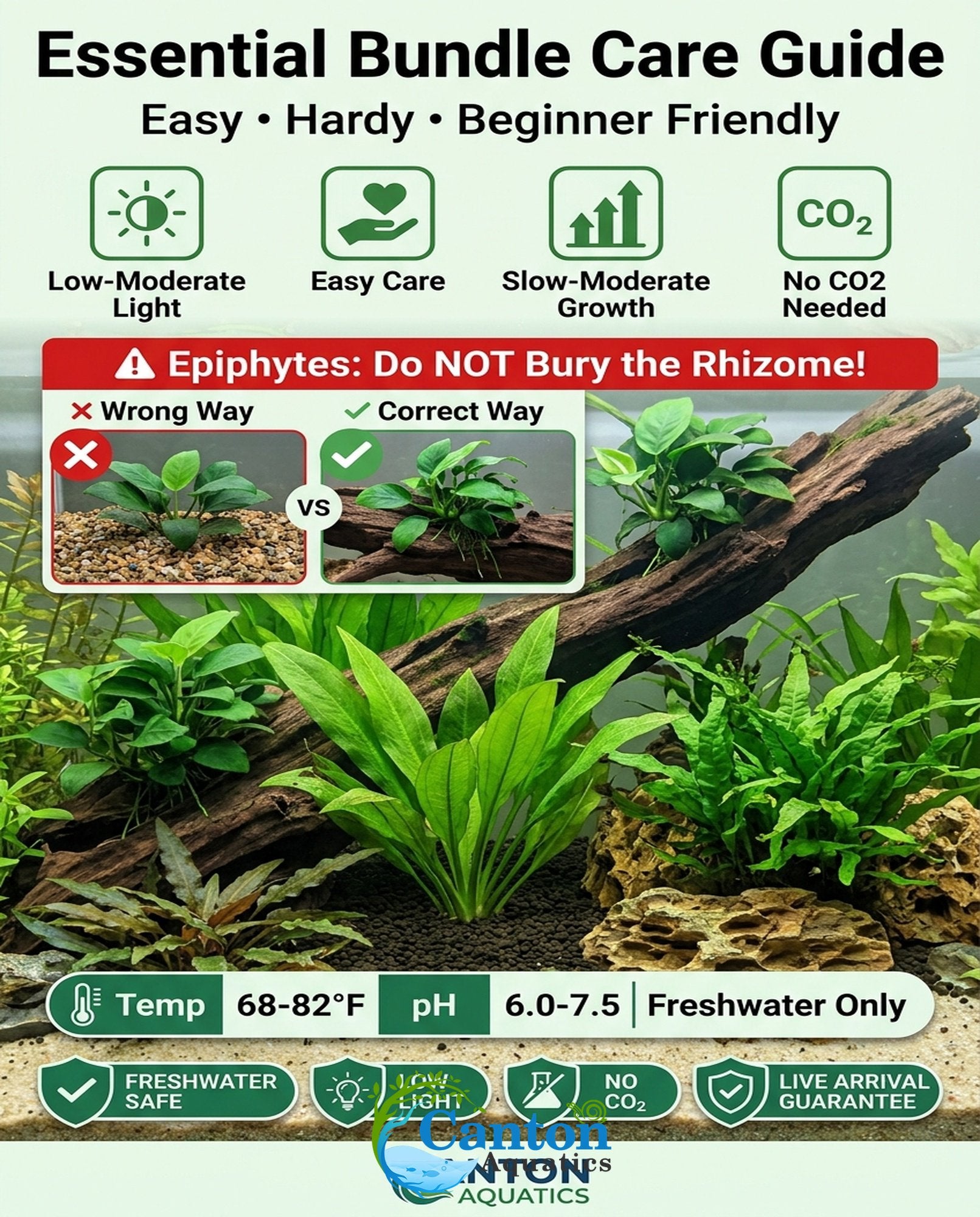 Live Aquarium Plants Essential Bundle - 4 Plants