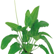 Radican Sword (Echinodorus Cordifolius)