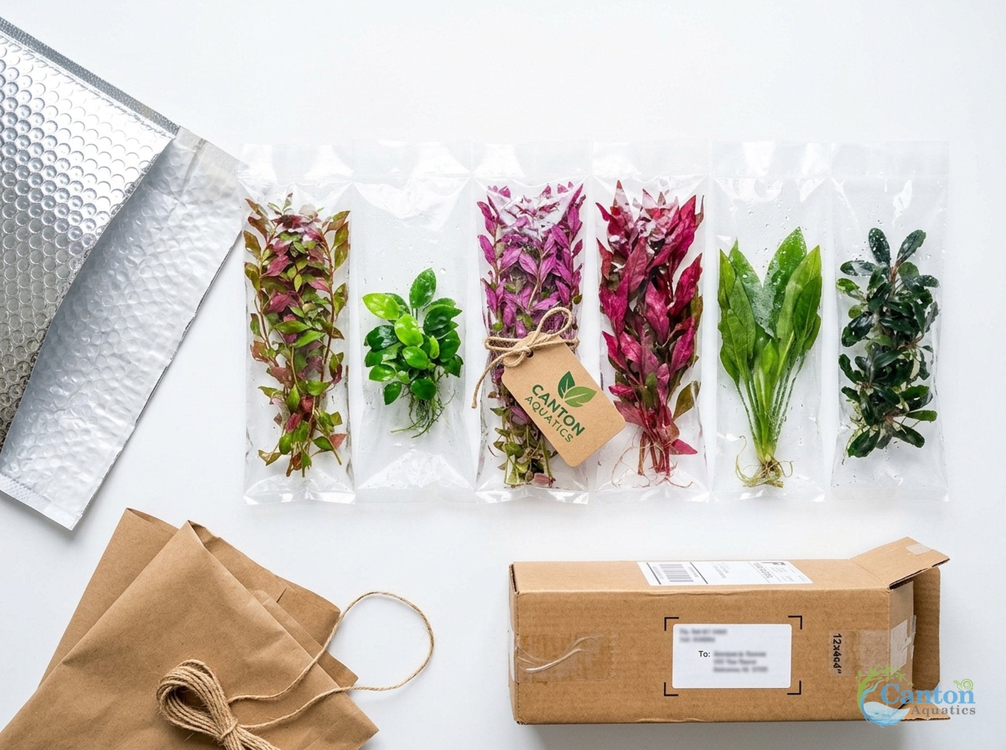 Bright Color Aquarium Plant Bundle – 6 Stunning Live Plants
