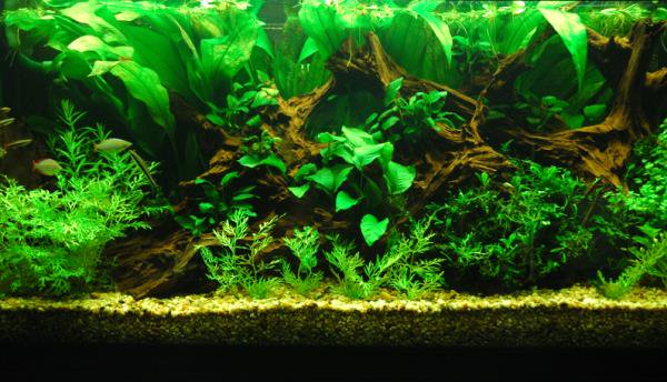 Amazon Sword Grandifolius Rangeri