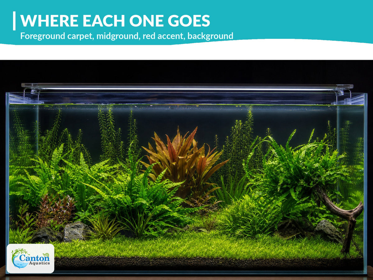 Canton Six - Live Aquarium Plant Set, 6 Species Foreground to Background, Beginner Freshwater Plants
