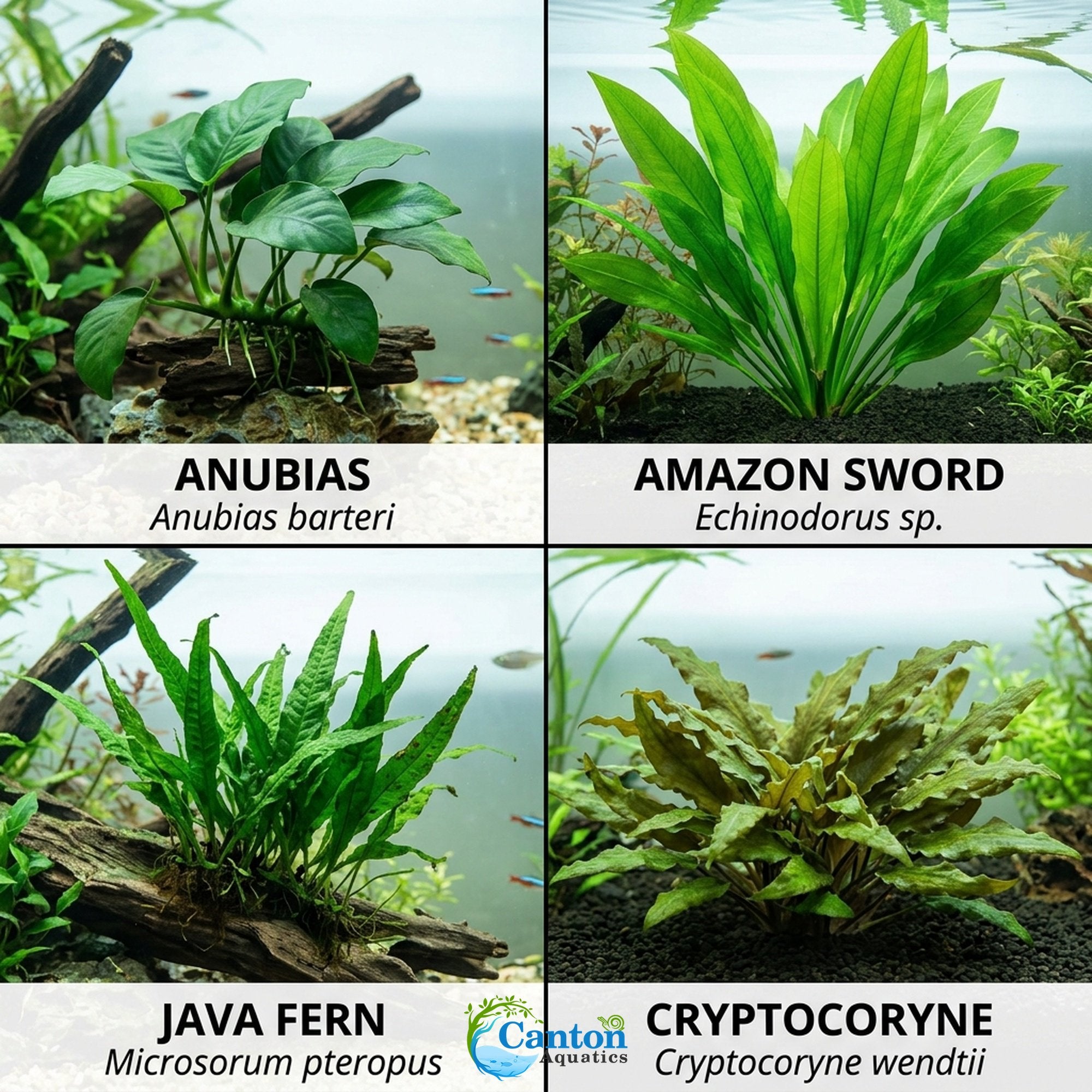 Live Aquarium Plants Essential Bundle - 4 Plants